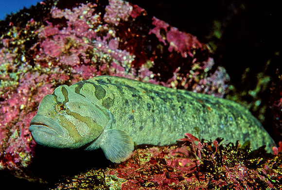 Monkeyface Prickleback - 2