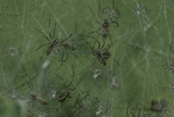 Young Spiders - 7