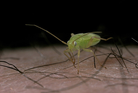Green Plant Bug Nymph - 5