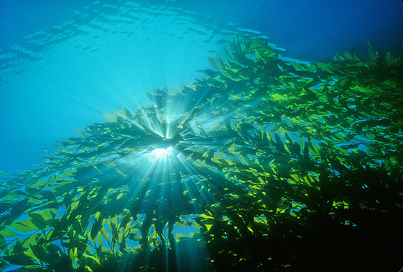 Kelp Forest - 4