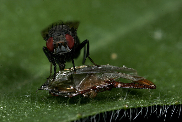 Fly - 11