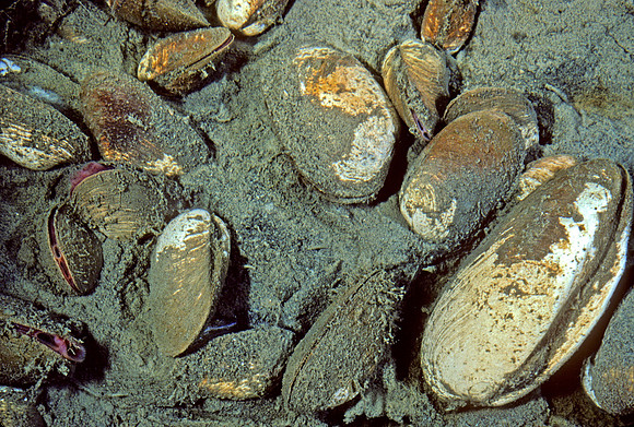 Cold Seep Clams - 1