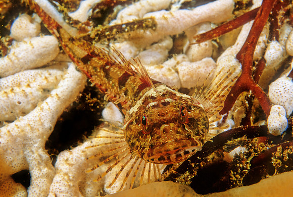 Coralline Sculpin - 4
