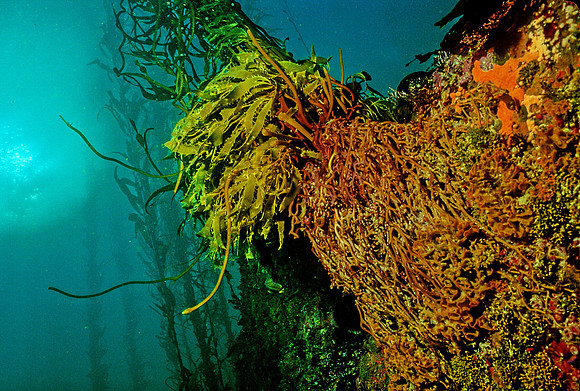 Giant Kelp Holdfast - 8