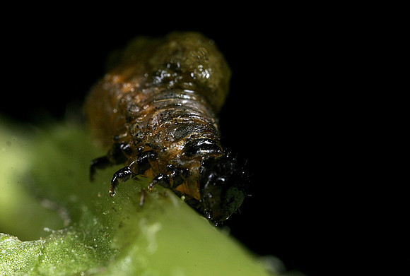 Lily Beetle Larva - 1