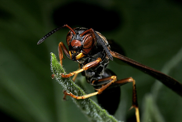Paper Wasp - 5