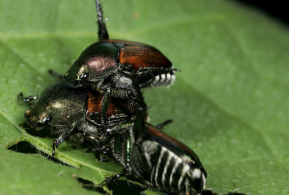 Japanese Beetles Mating - 1