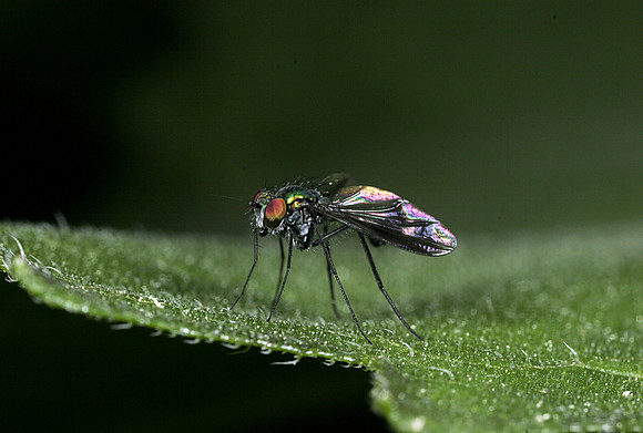 Long-legged Fly - 2