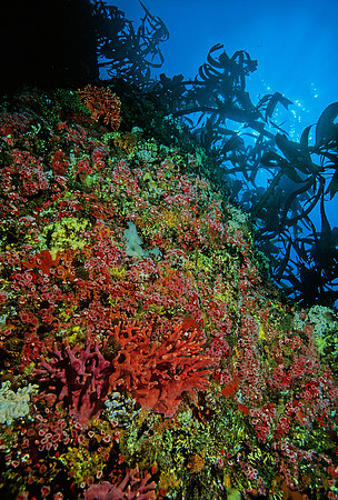 Kelp Forest Wall - 16
