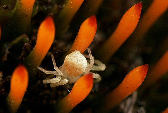 Crab Spider - 19