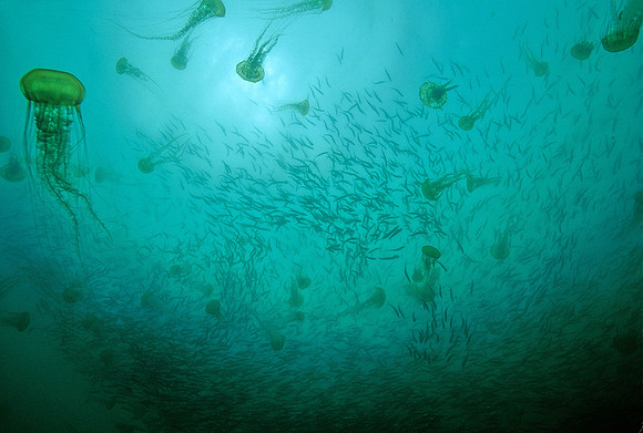 Sea Nettle Swarm & Herring