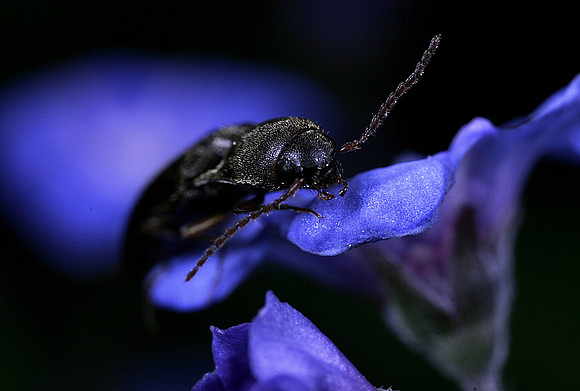 Click Beetle - 2