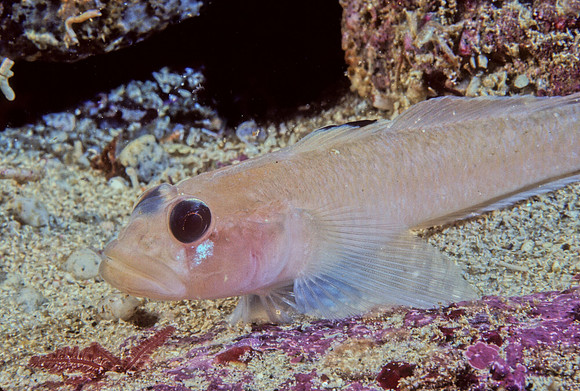 Black-eye Goby - 1