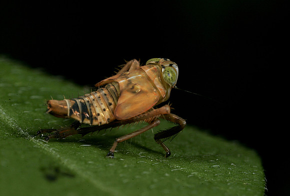 Leafhopper Nymph - 6