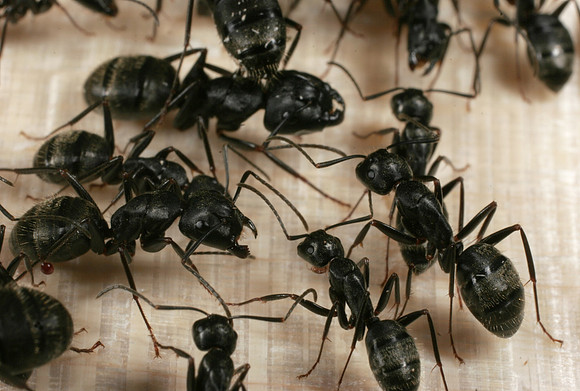 Ant Aggregation - 7