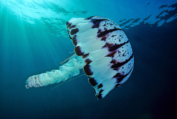 Purple-stripe Jelly - 2