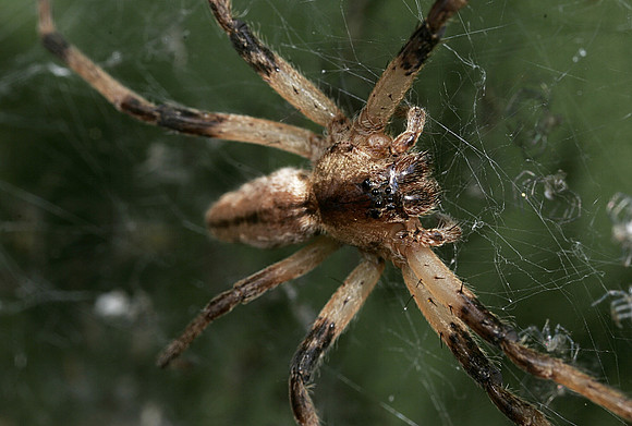Nursery Web Spider - 6
