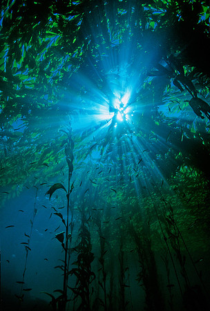 Kelp Forest - 5