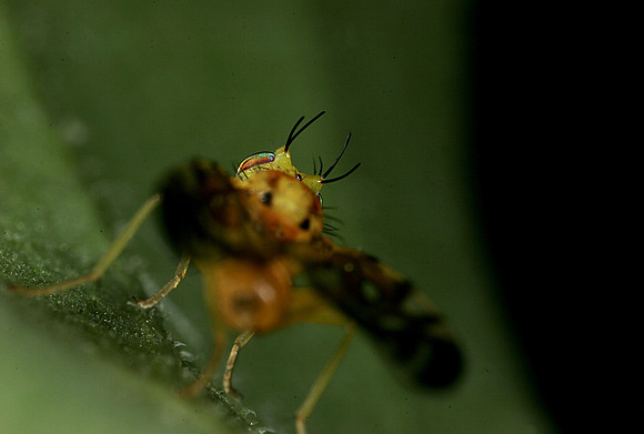 Orange Fly - 7