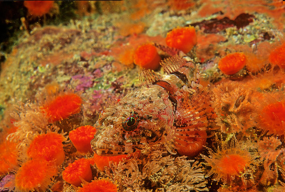 Coralline Sculpin - 5
