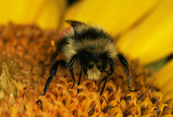 Bumble Bee - 5
