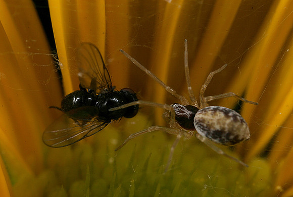Spider with Prey - 14