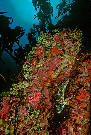 Kelp Forest Wall - 19