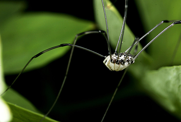 Harvestman - 2