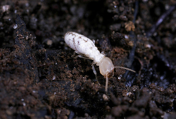 Termites - 2
