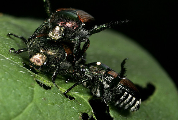 Japanese Beetles Mating - 2