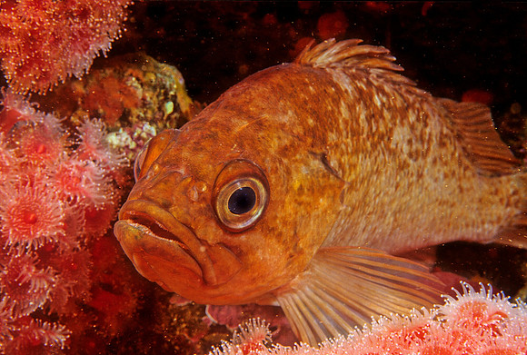 Kelp Rockfish - 1