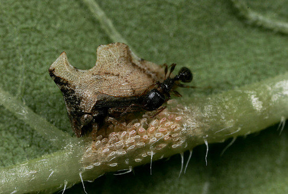 Ant Tending Treehopper - 5