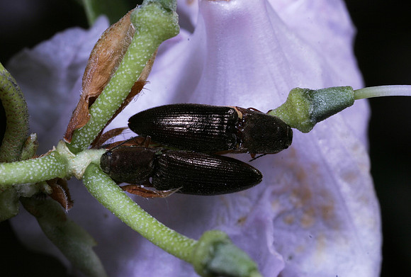 Click Beetles - 1