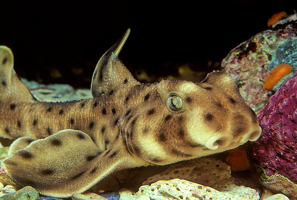 Horn Shark