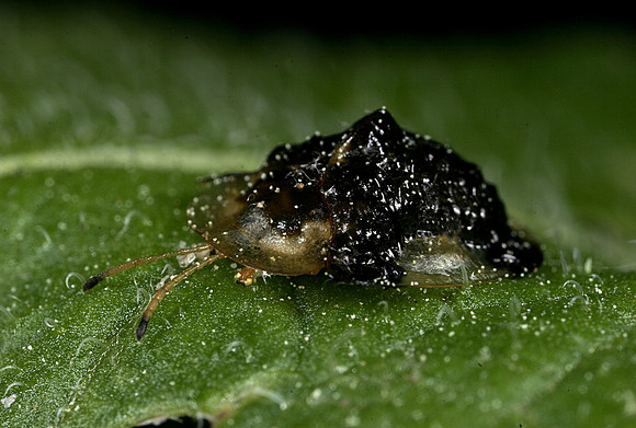 Tortoise Beetle - 2