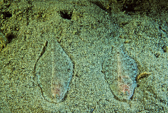 Sanddab - 3