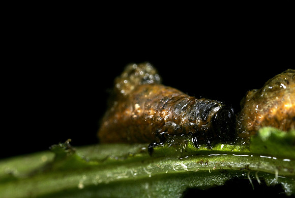 Lily Beetle Larva - 3
