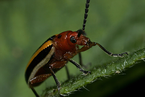 Potato Beetle - 3
