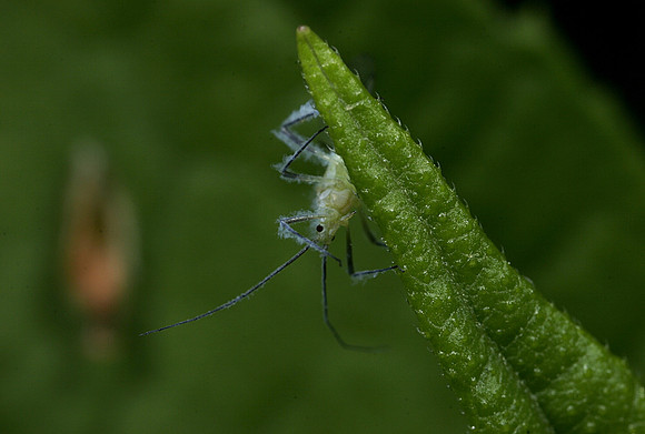 Birch Aphid - 2