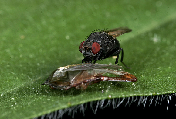 Fly - 10