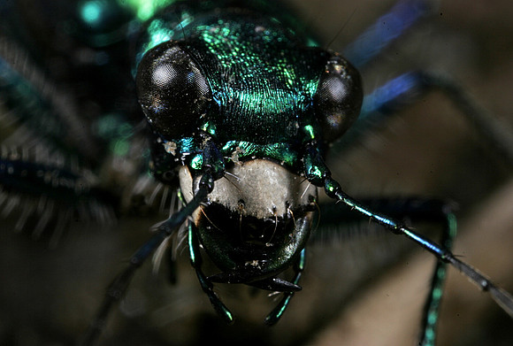 Tiger Beetle - 5