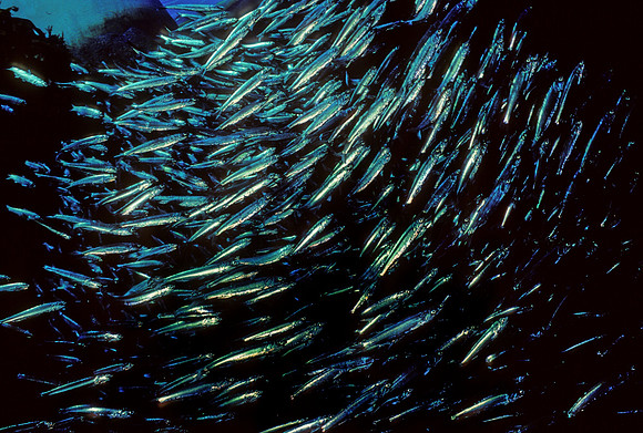 Northern Anchovies