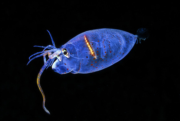 Piglet Squid - 1
