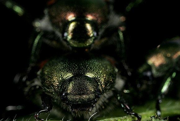 Japanese Beetles Mating - 4