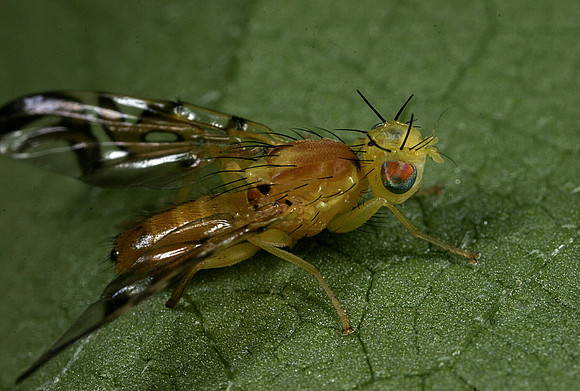 Orange Fly - 6