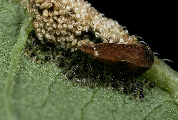 Treehopper Nymphs & Adult - 1