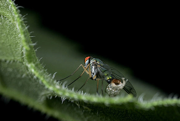 Long-legged Fly - 3