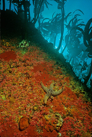 Kelp Forest Wall - 18