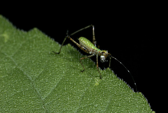 Assassin Bug Nymph - 11
