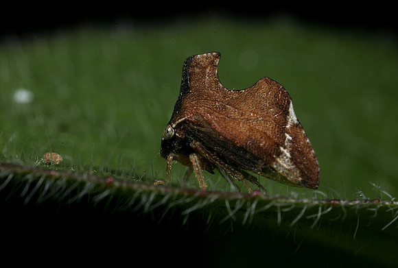 Treehopper - 5